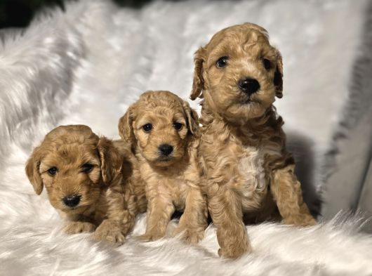 Ev Doğumlu Tuvalet Eğitimli Toy Poodle