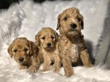 Ev doğumlu tuvalet eğitimli toy poodle