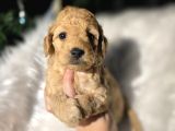 Ev Doğumlu Tuvalet Eğitimli Toy Poodle