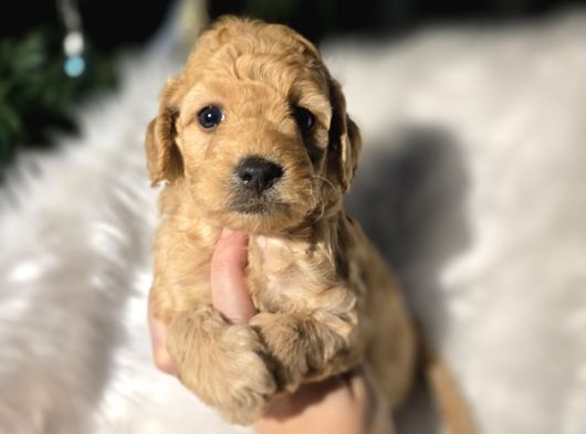 Ev Doğumlu Tuvalet Eğitimli Toy Poodle görsel