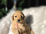Ev Doğumlu Tuvalet Eğitimli Toy Poodle