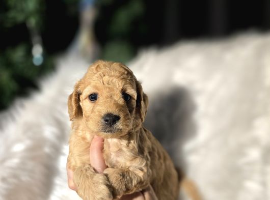 Ev Doğumlu Tuvalet Eğitimli Toy Poodle görsel