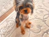 0 Numara Yorkie Terrier Yavrular