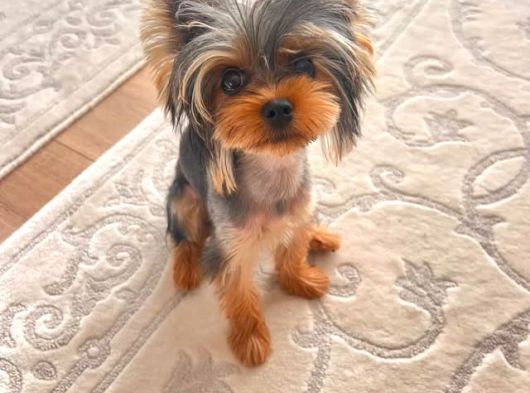 0 Numara Yorkie Terrier Yavrular görsel