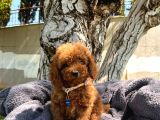 neşe kaynağı toy poodle yavrularımız