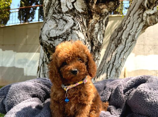 neşe kaynağı toy poodle yavrularımız