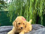 Neşe Kaynağı Toy Poodle Yavrularımız