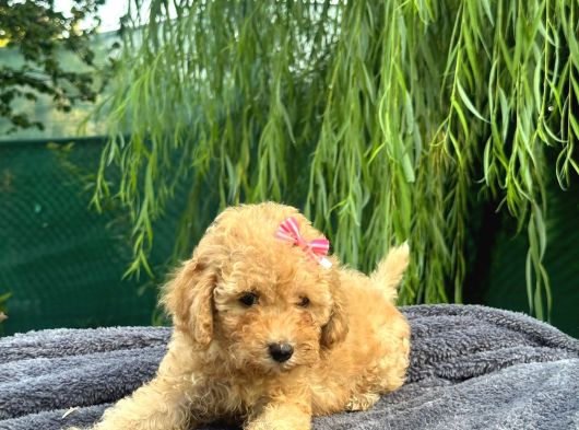 Neşe Kaynağı Toy Poodle Yavrularımız görsel