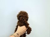 Toy Poodle Yavrular