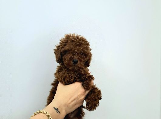 Toy Poodle Yavrular görsel