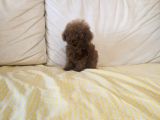 Toy Poodle Yavrular