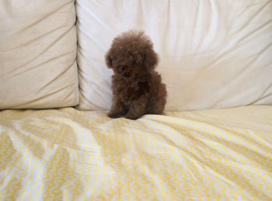 Toy Poodle Yavrular görsel
