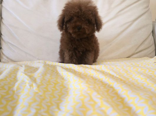 Toy Poodle Yavrular görsel