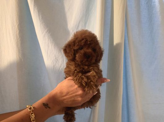 Toy Poodle Yavrular görsel