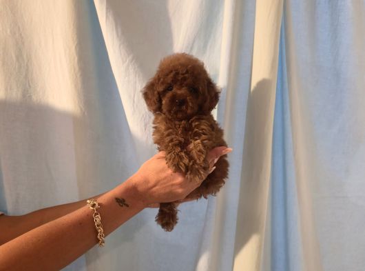 Toy Poodle Yavrular