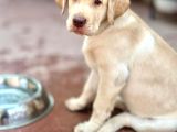 Saf Kan Labrador