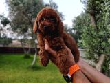 Kore Ve Toy Poodle Bebekler