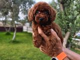 Kore Ve Toy Poodle Bebekler