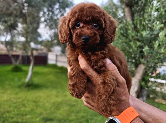 Kore Ve Toy Poodle Bebekler görsel