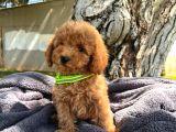 Neşe Kaynağı Toy Poodle Yavrularımız