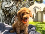 Neşe Kaynağı Toy Poodle Yavrularımız