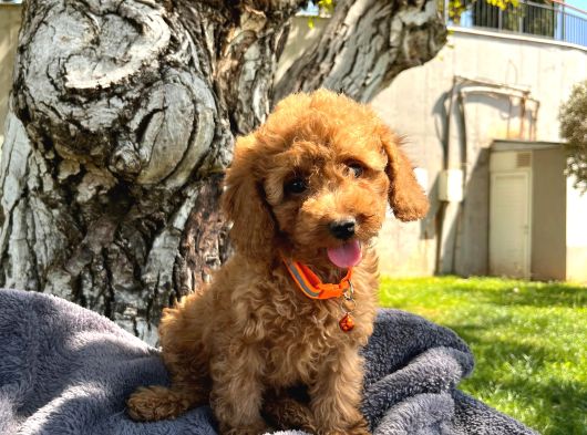 Neşe Kaynağı Toy Poodle Yavrularımız görsel