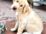 Saf Kan Labrador