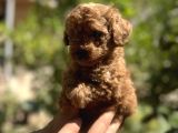 Uygun Kilo Irk Garantili Toy Poodle