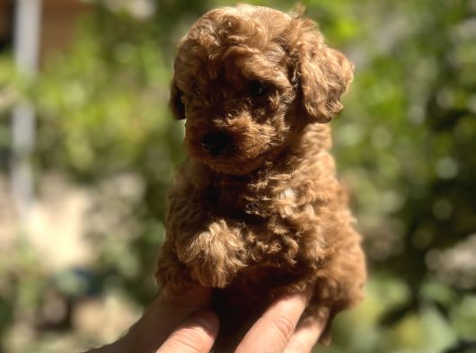 Uygun Kilo Irk Garantili Toy Poodle görsel