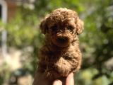 Uygun Kilo Irk Garantili Toy Poodle