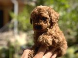 Uygun Kilo Irk Garantili Toy Poodle