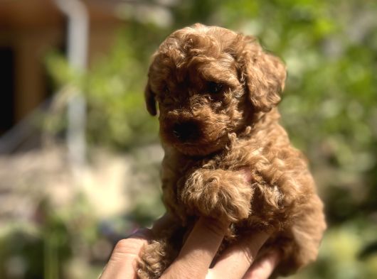 Uygun Kilo Irk Garantili Toy Poodle görsel
