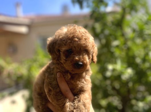 Uygun Kilo Irk Garantili Toy Poodle