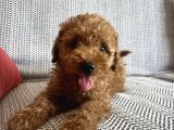 Uygun Kilo Irk Garantili Toy Poodle