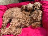 Ailelere Uygun 0 Boy Poodle Bebekleri