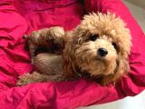 Ailelere Uygun 0 Boy Poodle Bebekleri