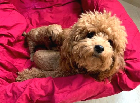 Ailelere Uygun 0 Boy Poodle Bebekleri görsel