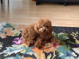 Ailelere Uygun 0 Boy Poodle Bebekleri