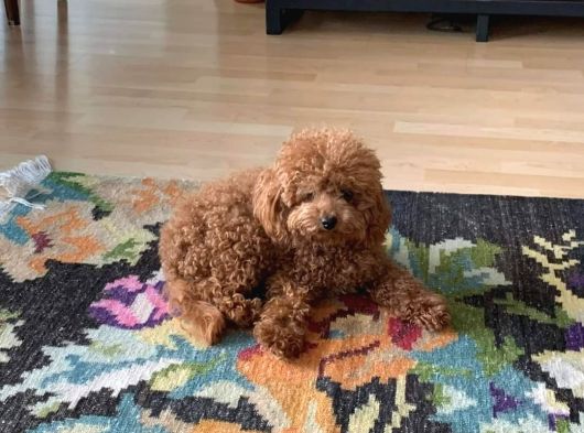 Ailelere Uygun 0 Boy Poodle Bebekleri görsel