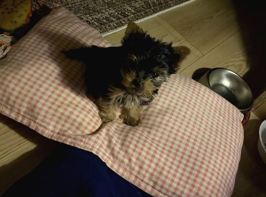 0 Numara Yorkie Terrier Yavrular görsel
