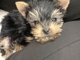0 Numara Yorkie Terrier Yavrular