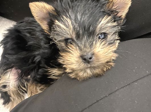 0 Numara Yorkie Terrier Yavrular görsel