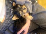 0 Numara Yorkie Terrier Yavrular