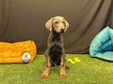 Çok Özel Blue Doberman Club K9 Güvencesiyle