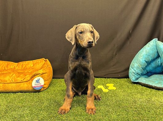 Çok Özel Blue Doberman Club K9 Güvencesiyle görsel