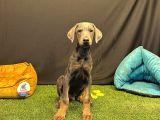 Çok Özel Blue Doberman Club K9 Güvencesiyle