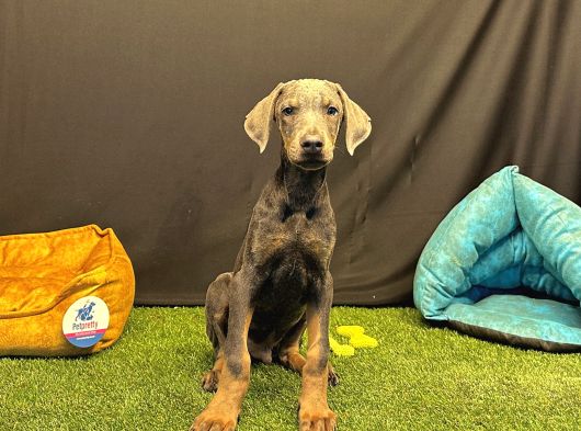 Çok Özel Blue Doberman Club K9 Güvencesiyle