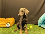 Çok Özel Blue Doberman Club K9 Güvencesiyle