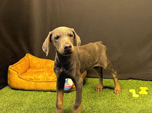 Çok Özel Blue Doberman Club K9 Güvencesiyle görsel