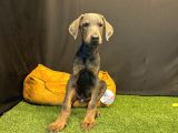 Çok Özel Blue Doberman Club K9 Güvencesiyle